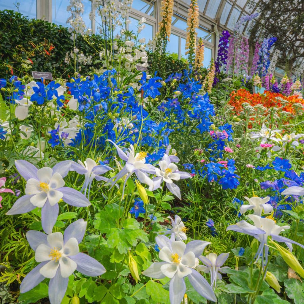 A photograph of different species of white and violet, blue, orange, and purple flowers as part of the "Wonderland: Curious Nature" exhibition at the New York Botanical Garden. 