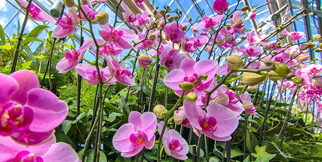 A photograph of pink orchids from the Orchid Atrium at the Atlanta Botanical Garden. 