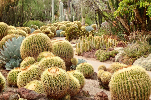 A photograph of the Cactus Garden at The Huntington Library, Art Museum, and Botanical Gardens in San Marino, California. 